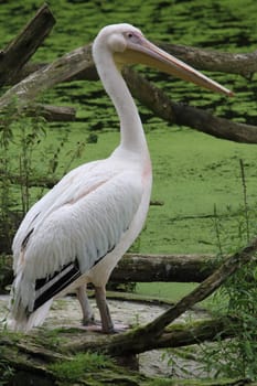 The great white pelican (Pelecanus onocrotalus) also known as the eastern white pelican, rosy pelican or white pelican is a bird in the pelican family
