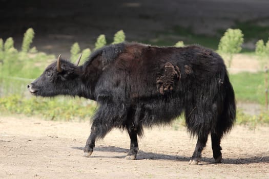 The wild yak (Bos mutus) is a large wild bovid native to the Himalayas. It is the ancestor of the domestic yak (Bos grunniens)