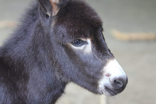 The donkey or ass (Equus africanus asinus) is a domesticated member of the horse family, Equidae. The wild ancestor of the donkey is the African wild ass