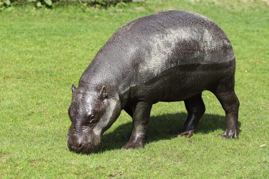 The pygmy hippopotamus (Choeropsis liberiensis or Hexaprotodon liberiensis) is a small hippopotamid which is native to the forests and swamps of West Africa