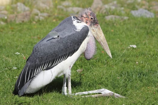 Marabu (Leptoptilos crumeniferus) is a species occurring in Africa