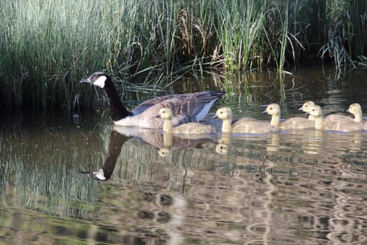 The Canada Goose (Branta canadensis) is a species of bird in the family Anatidae