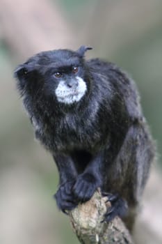 The black-mantled tamarin, Saguinus nigricollis, is a species of tamarin from the northwestern Amazon in far western Brazil, southeastern Colombia and northeastern Peru