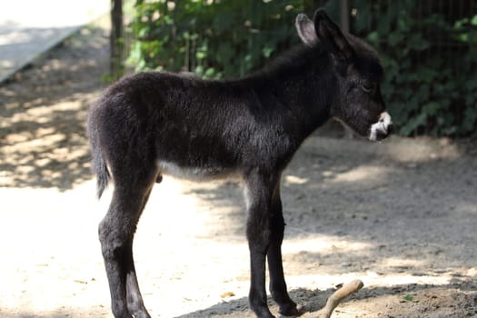 The donkey or ass (Equus africanus asinus) is a domesticated member of the horse family, Equidae. The wild ancestor of the donkey is the African wild ass