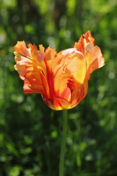 Tulips (Tulipa) form a genus of spring-blooming perennial herbaceous bulbiferous geophytes (having bulbs as storage organs). The flowers are usually large, showy and brightly coloured, generally red, yellow, or white