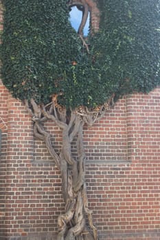 a house wall covered in ivy and made of red clinker bricks