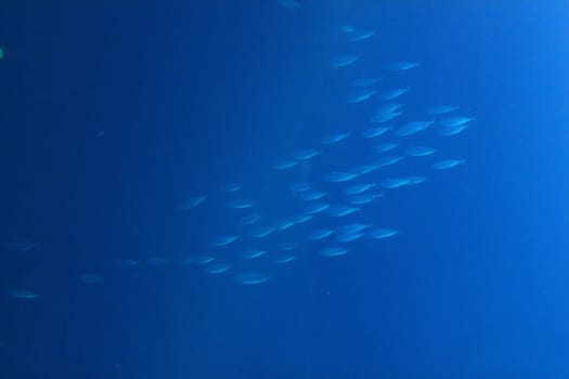 In biology, any group of fish that stay together for social reasons are shoaling, and if the group is swimming in the same direction in a coordinated manner, they are schooling
