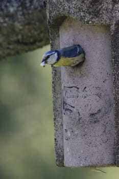 The Eurasian blue tit (Cyanistes caeruleus) is a small passerine bird in the tit family, Paridae. It is easily recognisable by its blue and yellow plumage and small size