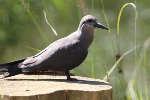 the Inca tern (Larosterna inca) is a tern in the family Laridae