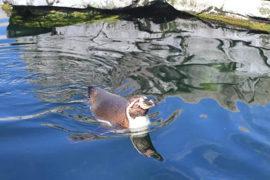 Penguins are a group of aquatic, flightless birds. They live almost exclusively in the Southern Hemisphere, with only one species, the Galapagos penguin, found north of the equator