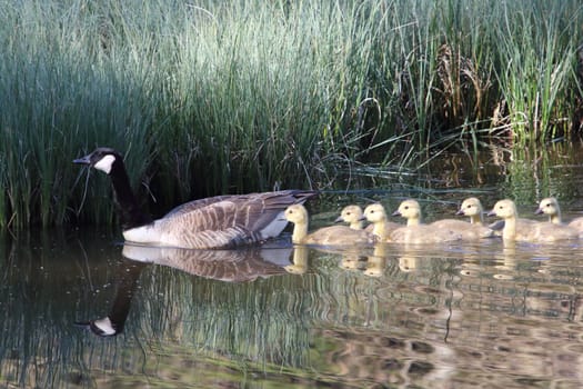 The Canada Goose (Branta canadensis) is a species of bird in the family Anatidae