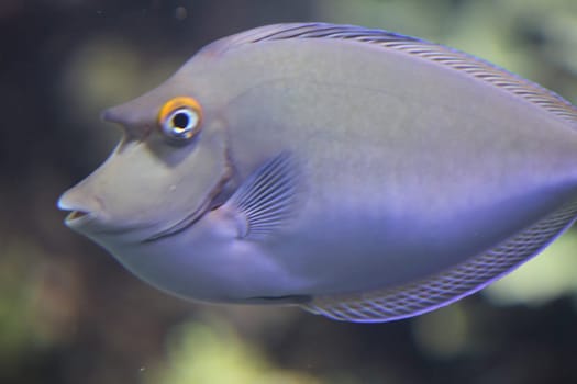 The bluespine unicornfish or short-nose unicornfish (Naso unicornis) is a tang from the Indo-Pacific