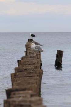 The European herring gull (Larus argentatus) is a large gull. One of the best known of all gulls along the shores of western Europe, it was once abundant.