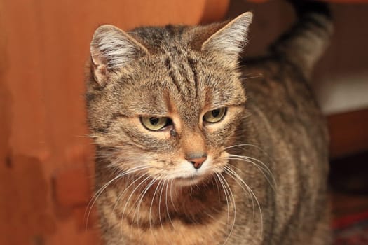 The domestic cat (Felis silvestris catus or Felis catus) is a small, typically furry, carnivorous mammal. They are often called house cats
