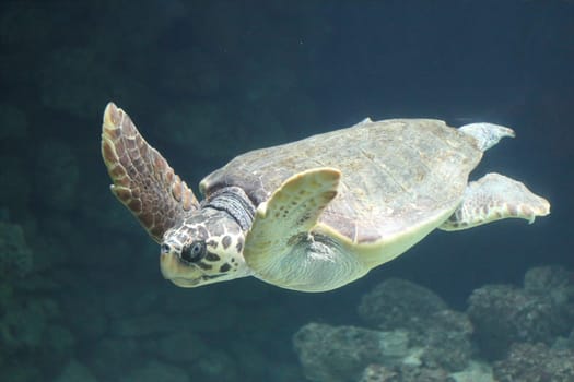The loggerhead sea turtle (Caretta caretta), or loggerhead, is an oceanic turtle distributed throughout the world. It is a marine reptile, belonging to the family Cheloniidae.