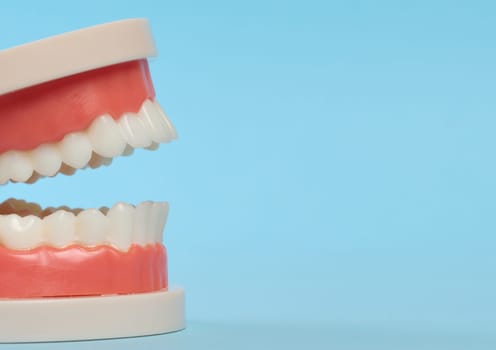 Plastic model of a human jaw with white teeth on a blue background, copy space