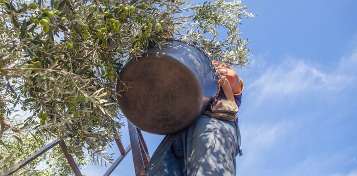 Laborer on the stepladder collecting olives from the branch to the basket. Low angle view