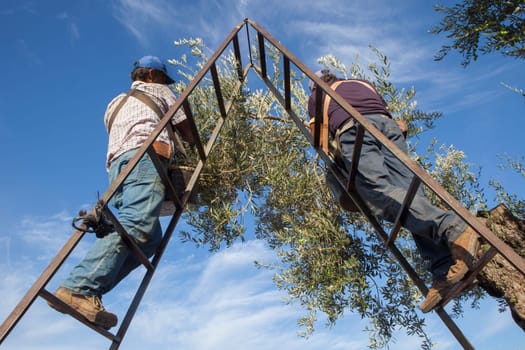 Laborers on the stepladder collecting olives from the branch to the basket. Low angle view