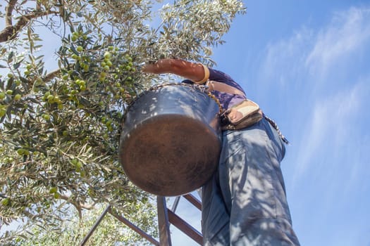Laborer on the stepladder collecting olives from the branch to the basket. Low angle view