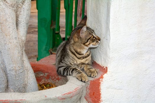 A striped street cat on the Canary Island of Gran Canaria in Spain