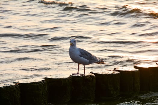 Seagull stands on a wooden breakwater by the sea