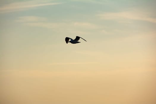A flying seagull in the evening light