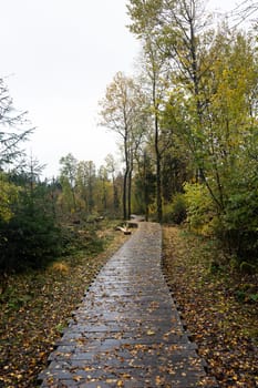Wooden footbridge in the Schwarzes Moor in the Rhoen, Bavaria, Germany, in autumn after rain. Stumps of felled trees on the edge. Some trees are felled to save the moor.