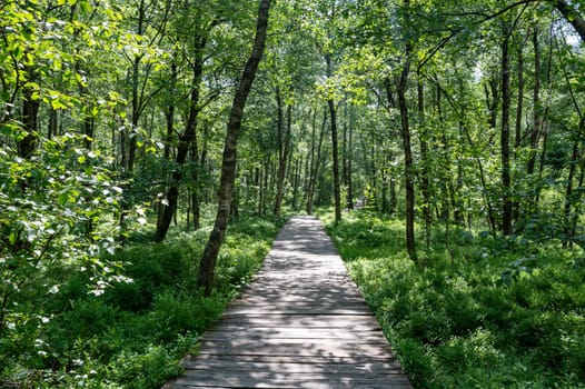 A Carpathian birch ( Betula carpatica ) forest with wooden footbridge in the red moor in the high Rhön, Hesse, Germany