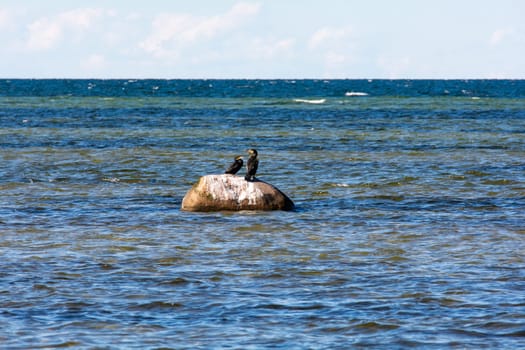 Cormorant birds ( Phalacrocoracidae ) sitting on a large stone on the Baltic Sea coast on the island of Poel near Timmendorf, Germany