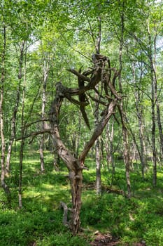 Birch forest with a heart-shaped bare tree in the red bog in the High Rhön, Hesse, Germany