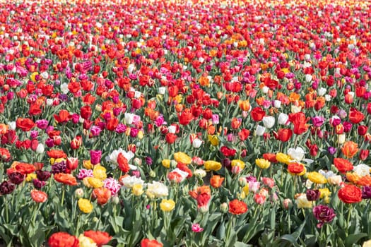 Blooming tulips field in Holland, springtime - beautiful multicolored background, sunlight
