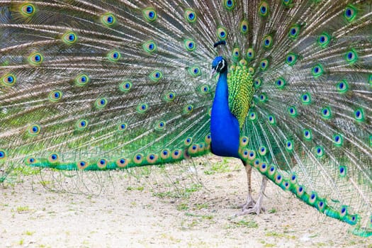 Peacock portrait - Beautiful colourful peackock feather, nobody, isolated.