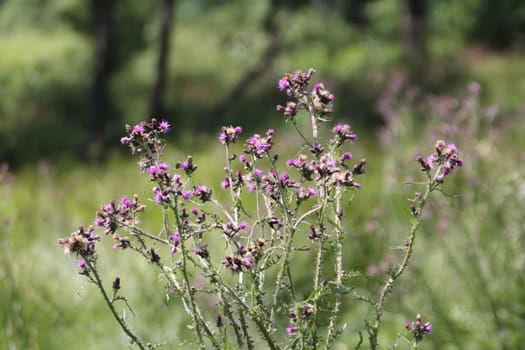 Carduus acanthoides, known as the spiny plumeless thistle, welted thistle, and plumeless thistle, is a biennial plant species of thistle in the Asteraceae—sunflower family