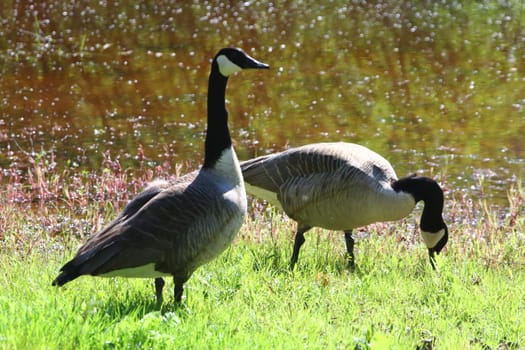 The Canada Goose (Branta canadensis) is a species of bird in the family Anatidae