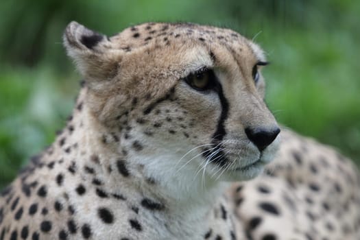 The cheetah (Acinonyx jubatus) occurring in an African wild cat