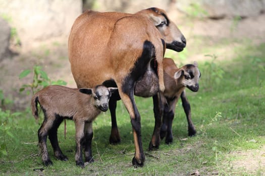 The Cameroon dwarf blackbelly sheep is a domesticated breed of sheep from west Africa but has been also exported to Europe