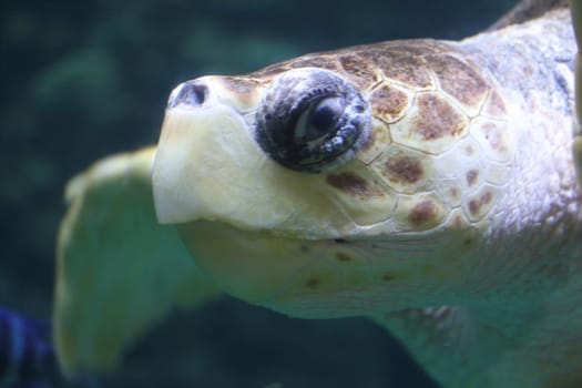 The loggerhead sea turtle (Caretta caretta), or loggerhead, is an oceanic turtle distributed throughout the world. It is a marine reptile, belonging to the family Cheloniidae.