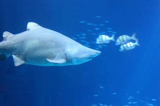Sharks are a group of elasmobranch fish characterized by a cartilaginous skeleton, five to seven gill slits on the sides of the head, and pectoral fins that are not fused to the head
