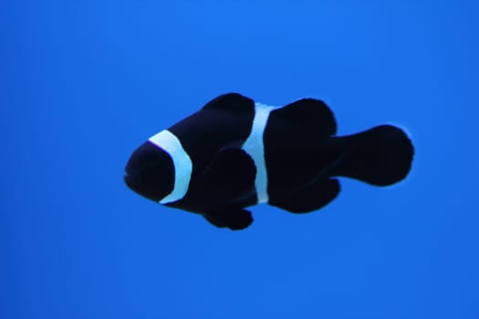The ocellaris clownfish (Amphiprion ocellaris), also known as the false percula clownfish or common clownfish, is a marine fish belonging to the family Pomacentridae, which includes clownfishes and damselfishes