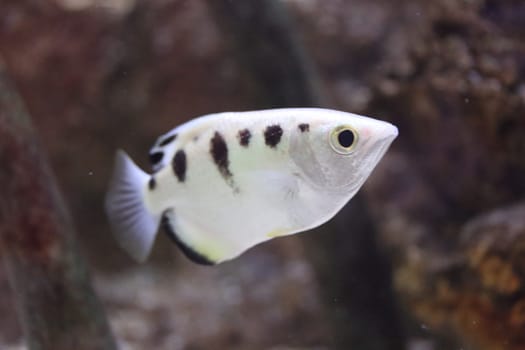 The banded archerfish (Toxotes jaculatrix) is a brackish water perciform fish of the archerfish genus Toxotes