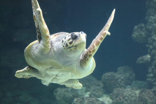 The loggerhead sea turtle (Caretta caretta), or loggerhead, is an oceanic turtle distributed throughout the world. It is a marine reptile, belonging to the family Cheloniidae.