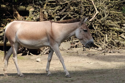 The onager (Equus hemionus), also known as hemione or Asiatic wild ass, is a species of the family Equidae (horse family) native to Asia