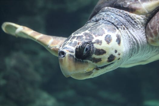 The loggerhead sea turtle (Caretta caretta), or loggerhead, is an oceanic turtle distributed throughout the world. It is a marine reptile, belonging to the family Cheloniidae.