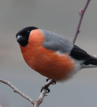 The Eurasian bullfinch, common bullfinch or bullfinch (Pyrrhula pyrrhula) is a small passerine bird in the finch family Fringillidae