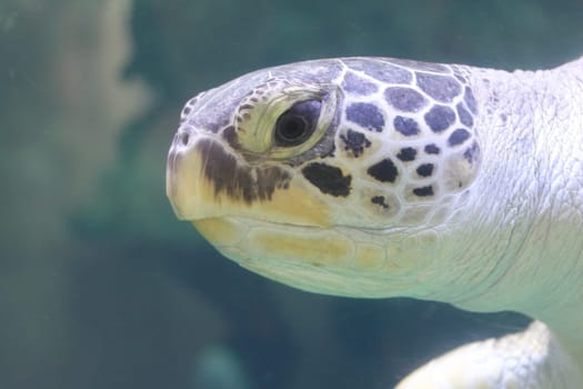 The loggerhead sea turtle (Caretta caretta), or loggerhead, is an oceanic turtle distributed throughout the world. It is a marine reptile, belonging to the family Cheloniidae.