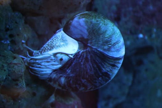 the nautilus  is a pelagic marine mollusc of the cephalopod family Nautilidae, the sole extant family of the superfamily Nautilaceae and of its smaller but near equal suborder, Nautilina.
