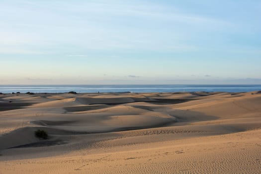 In the dunes of Maspalomas on Gran Canaria in Spain. The huge sand dunes resemble a small desert and are a nature reserve.