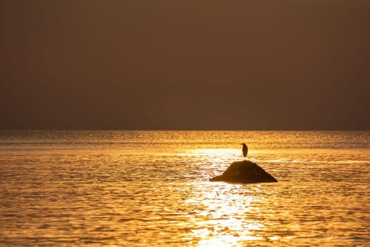 A bird stands on a large stone at orange sunset by the sea