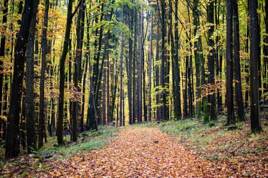 A forest in autumn with lots of leaves