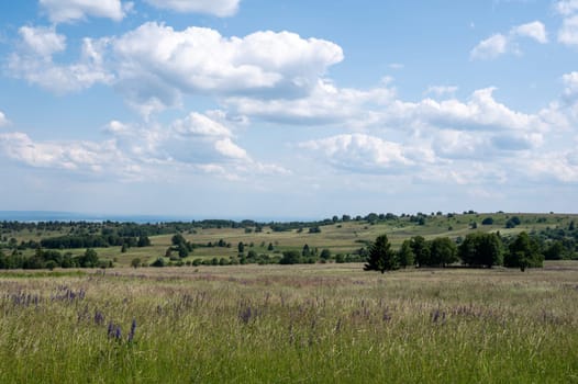 Landscape with green meadows and lupins in the high Rhoen, Bavaria, Germany